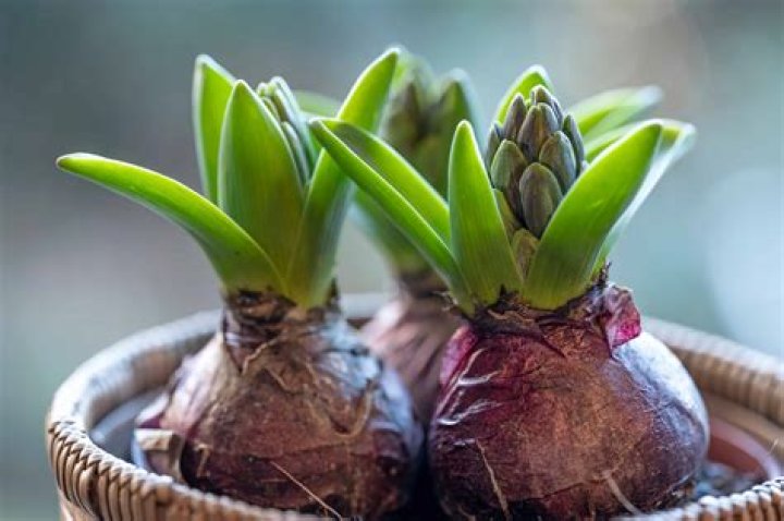 When can I plant my lily bulbs
