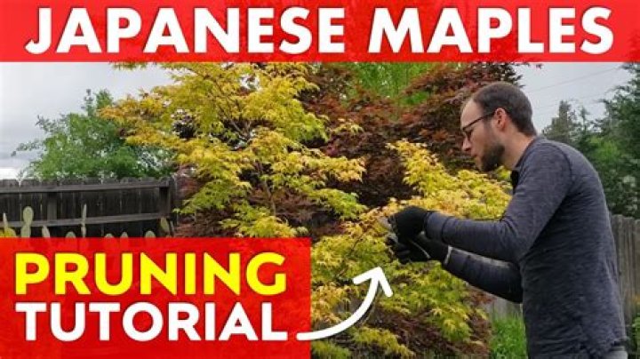 When can I prune my amur maple