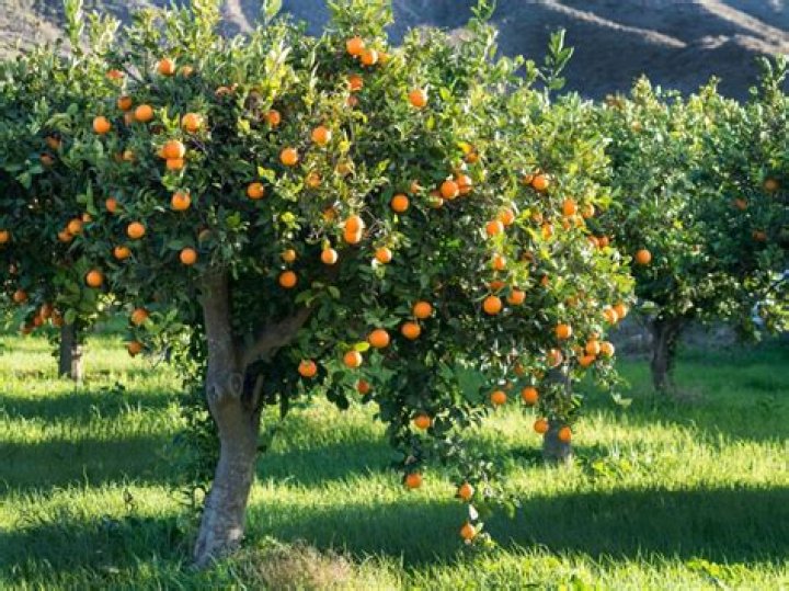 When can I transplant citrus trees