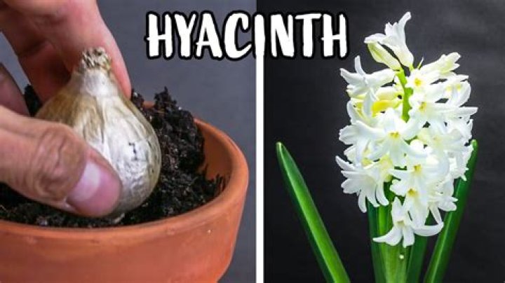 When can I transplant hyacinth bulbs