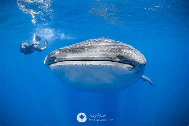 When can you dive with whale sharks in Mexico