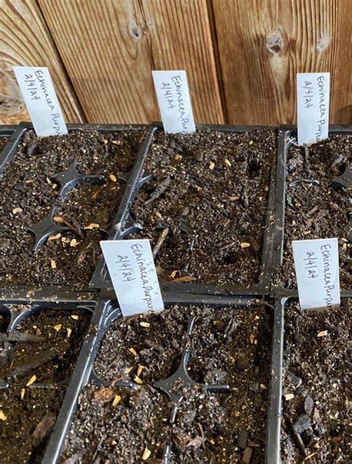 When can you plant rudbeckia seeds