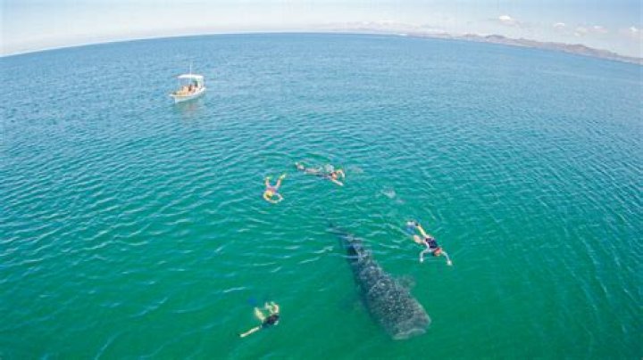 When can you swim with whale sharks in Cabo