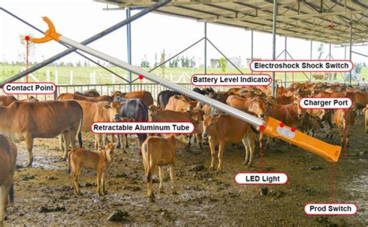 When electric cattle prods must be used which parts of the animal should you avoid contact with