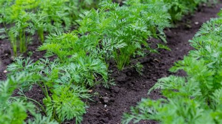 When Should carrots be planted