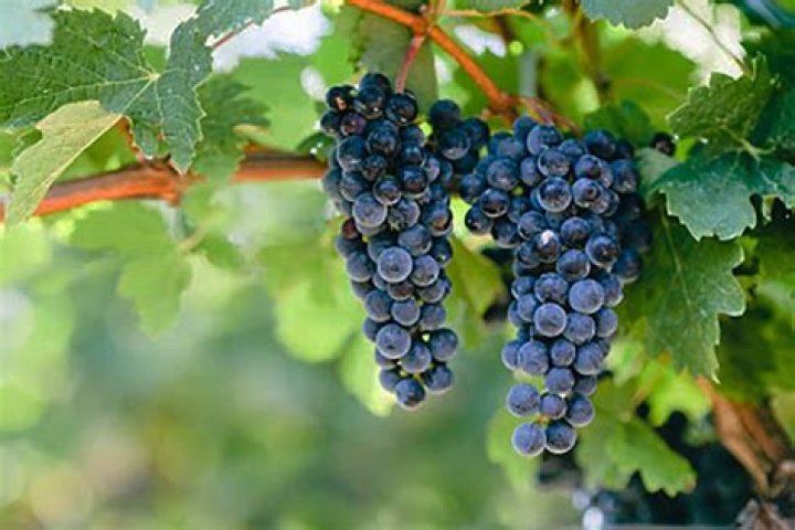 When should grapevines be pruned