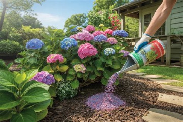 When should I fertilize hydrangeas