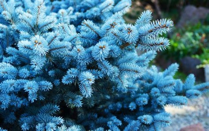 When should I fertilize my blue spruce