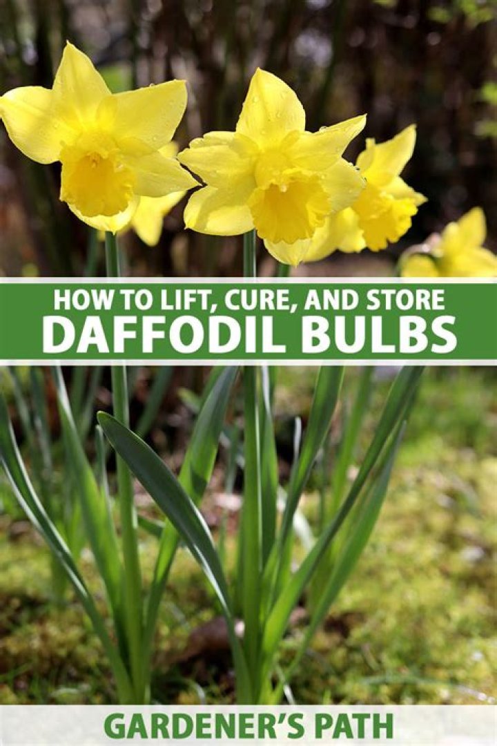 When should I lift daffodils