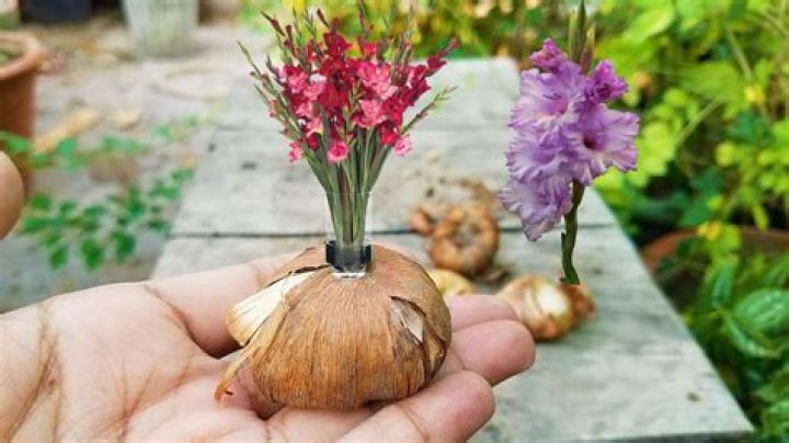 When should I lift my gladiolus bulbs