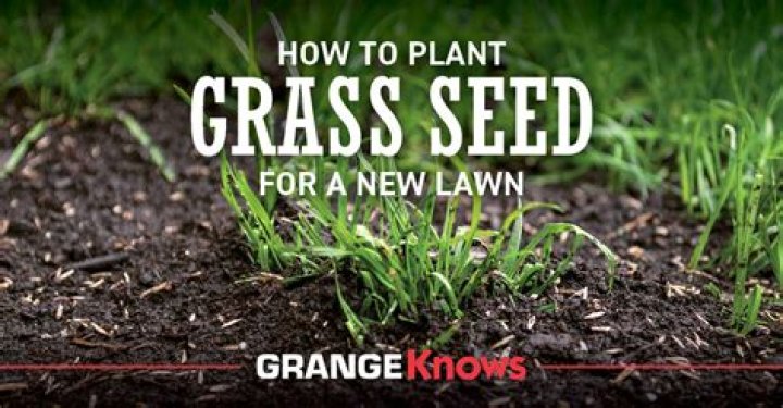 When should I plant grass seed in Albuquerque