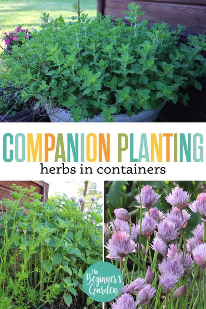 When should I plant herbs in Phoenix