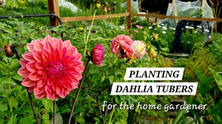 When should I plant my dahlia tubers