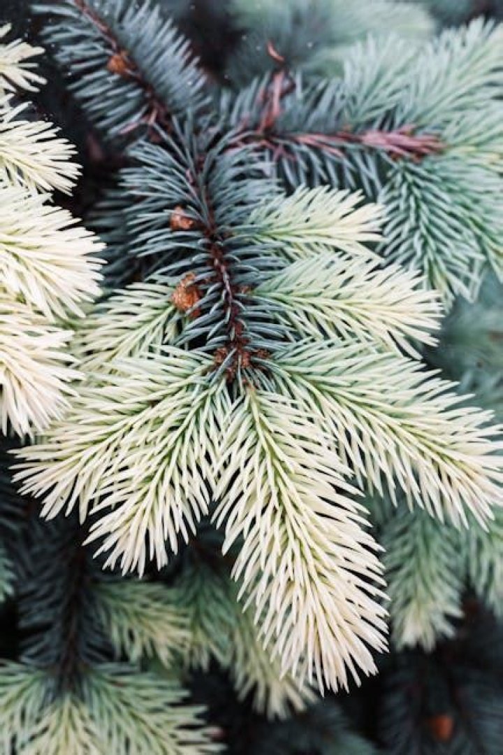 When should I plant my garden in Minnesota