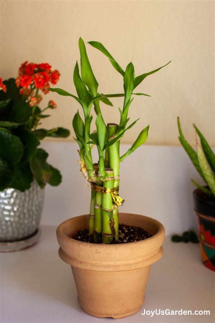 When should I repot Euphorbia