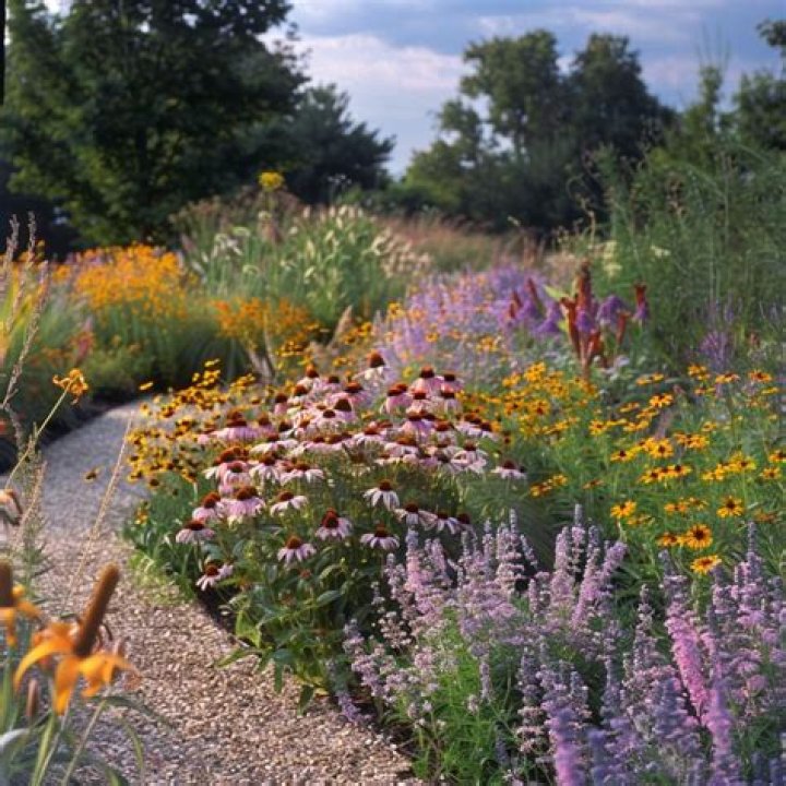 When should I start a wildflower garden
