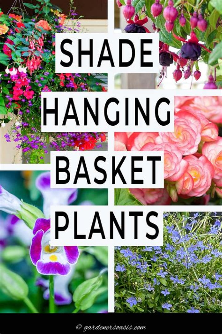 When should I start my hanging basket flowers