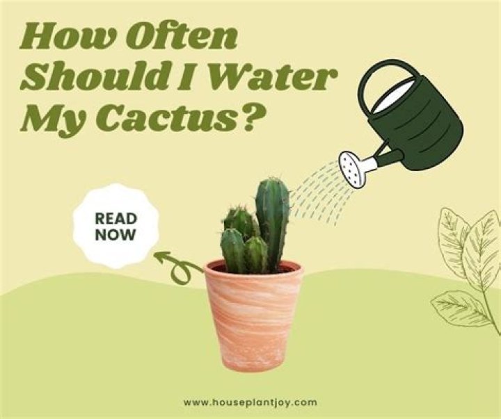 When should I water my ficus Audrey