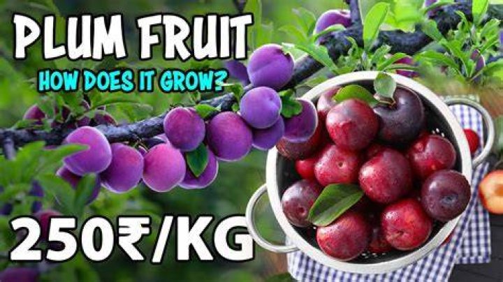 When should plums be picked
