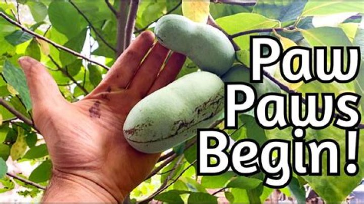 When should you pick pawpaws