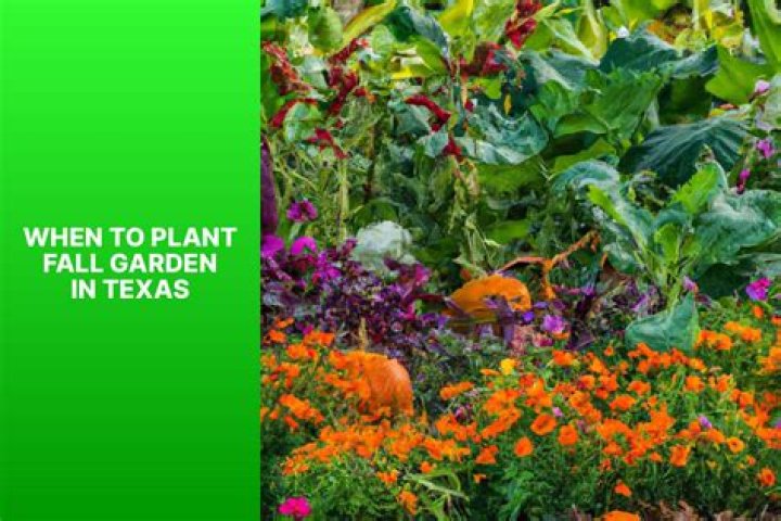 When should you plant a fall garden in Florida