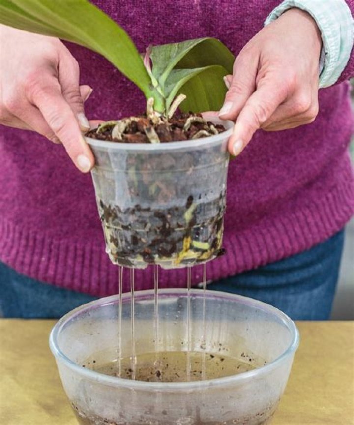 When should you repot a kangaroo paw