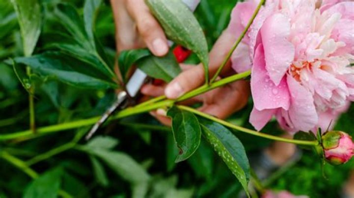 When should you repot a tree peony