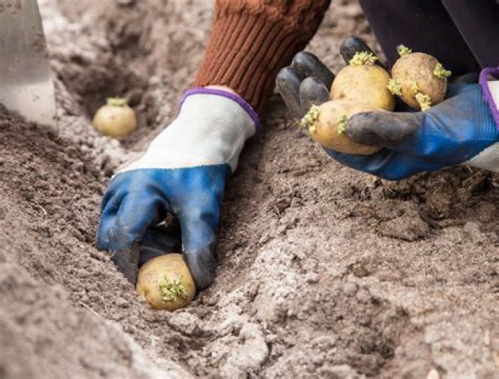 When should you start Hilling potatoes