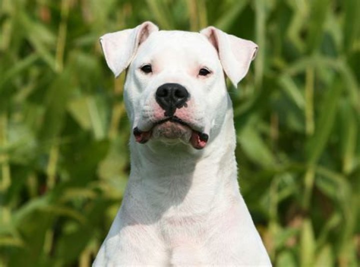 When was the Dogo Argentino recognized AKC