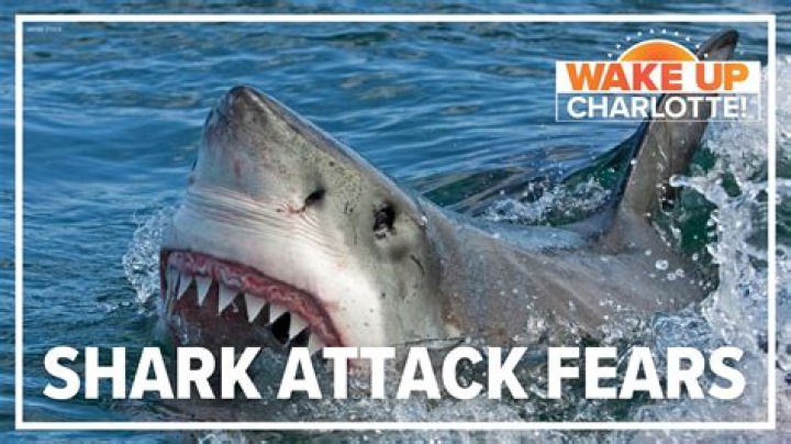 When was the last shark attack in Texas