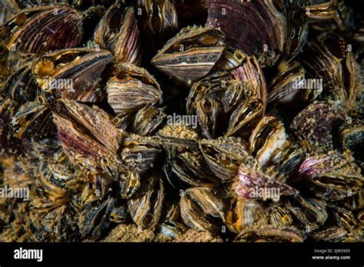 When were zebra mussels introduced to the United States