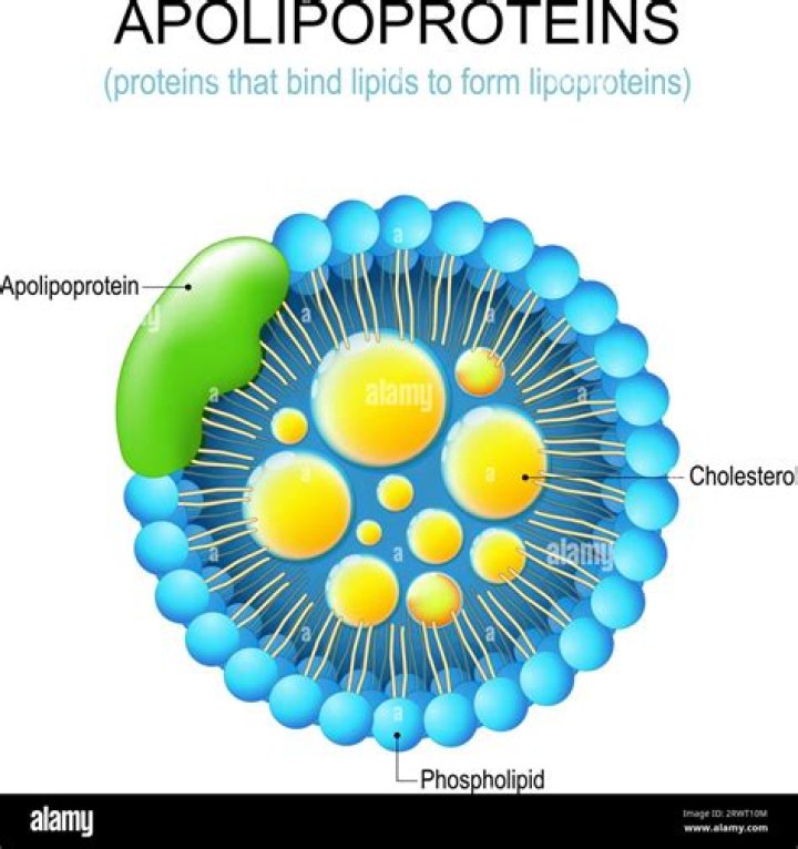 Where are apolipoproteins found