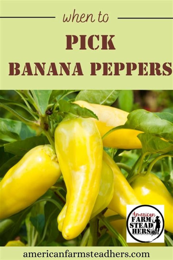 Where are banana peppers from