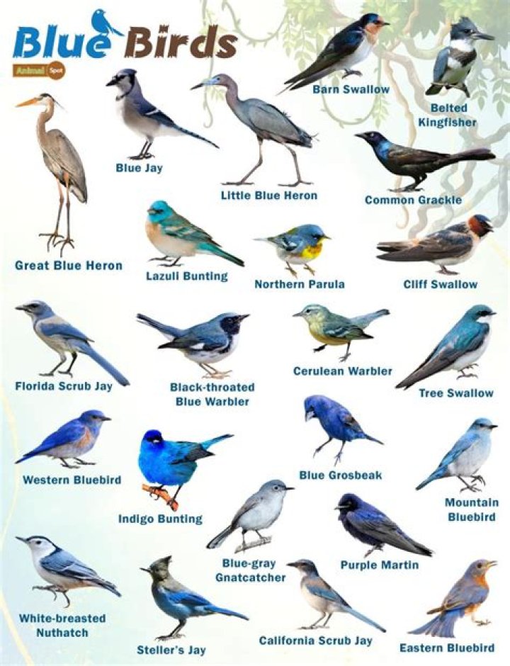 Where are bluebirds commonly found