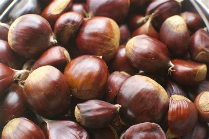 Where are chestnuts native