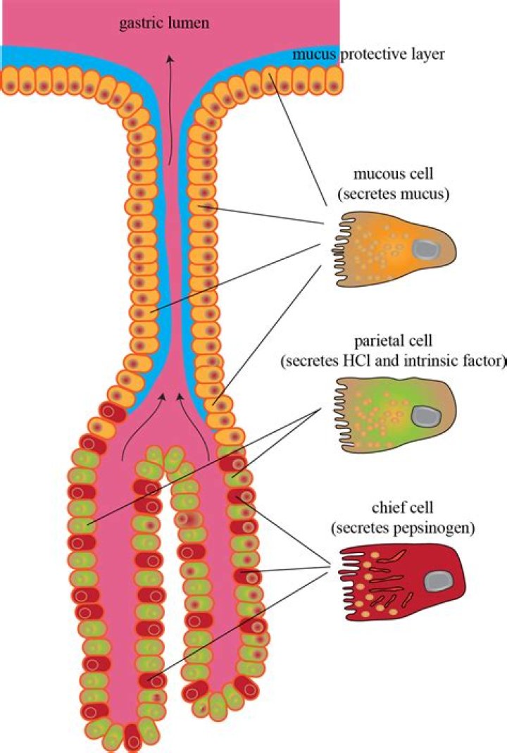 Where are chief cells and parietal cells located