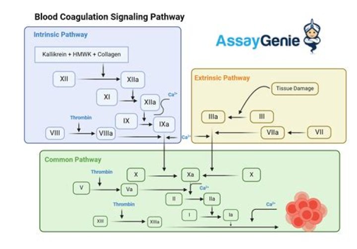 Where are coagulation factors found