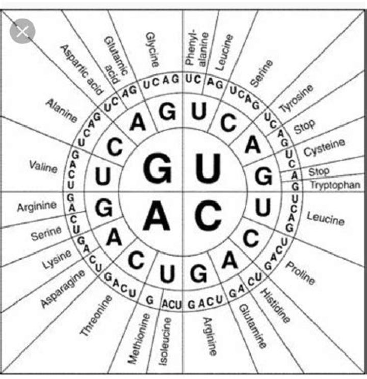 Where are codons found