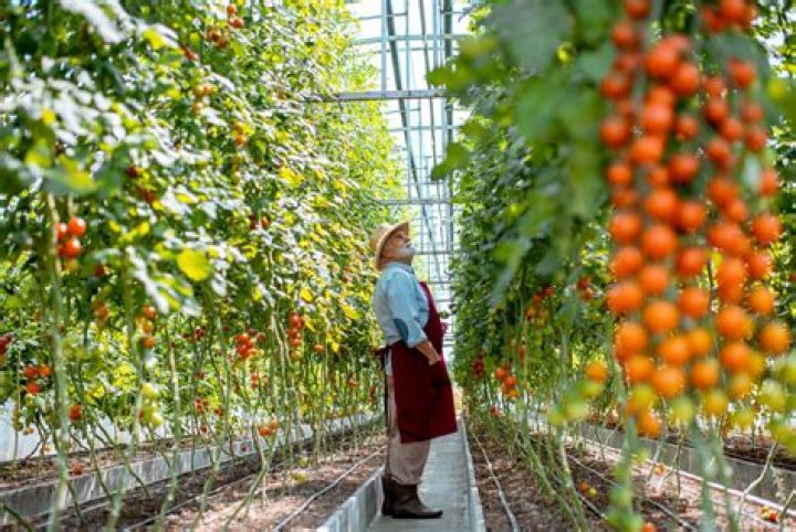 Where are commercial tomatoes grown