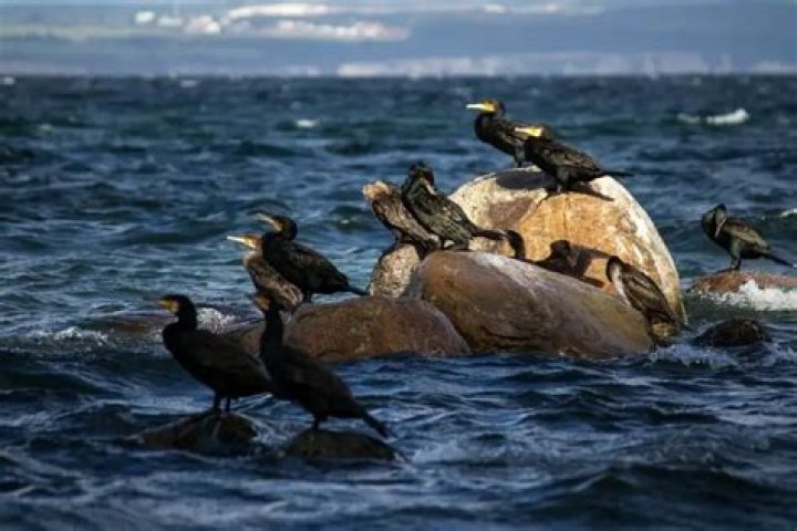 Where are cormorants found