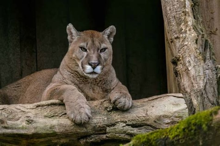 Where are cougars in California