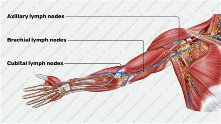 Where are cubital nodes