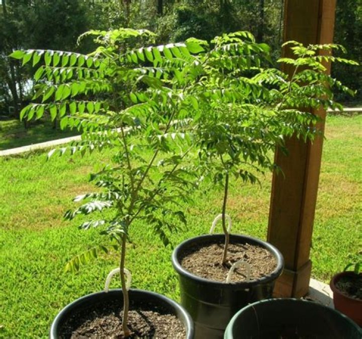 Where are curry leaves grown