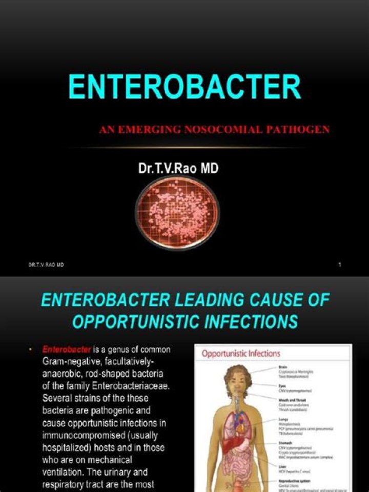 Where are Enterobacter aerogenes found naturally