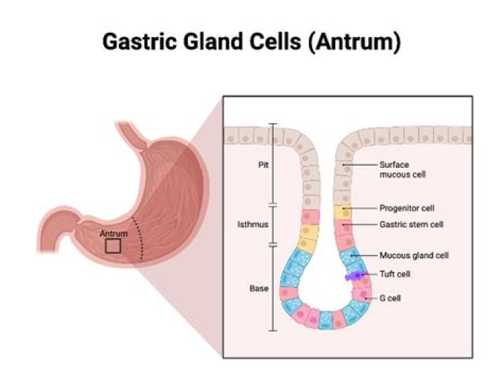 Where are G cells located