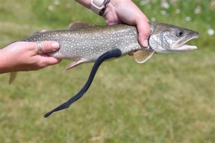 Where are lampreys found