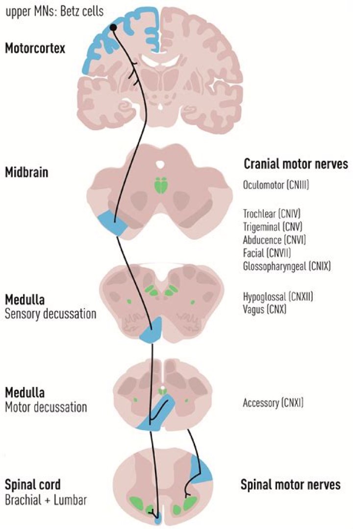 Where are lower motor neurons located