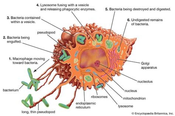 Where are mononuclear phagocytes found