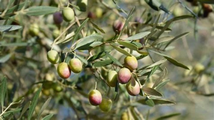 Where are olives grown in the United States