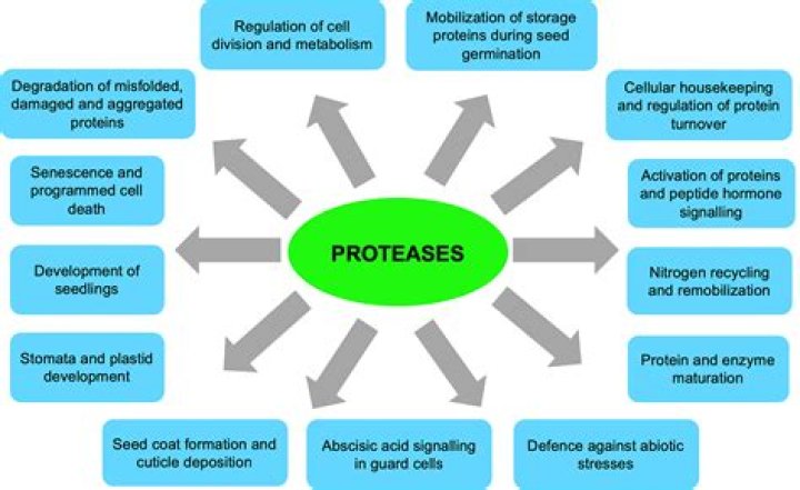 Where are proteases stored